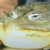 Funny_Toad