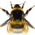 bumblebee1650480917