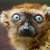 habi_loh